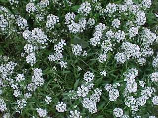 alyssum.jpg