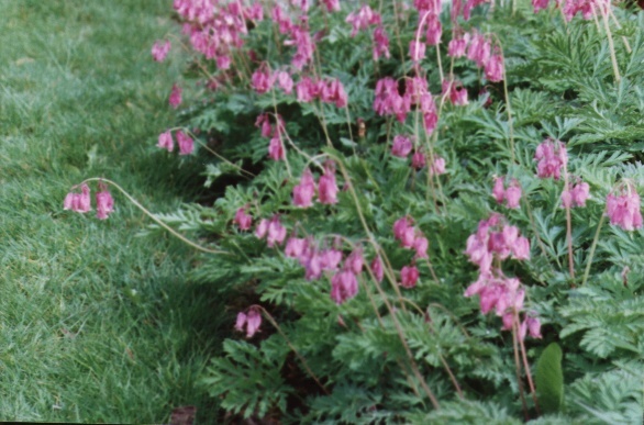 bleedingheartfringedpink052400.jpg